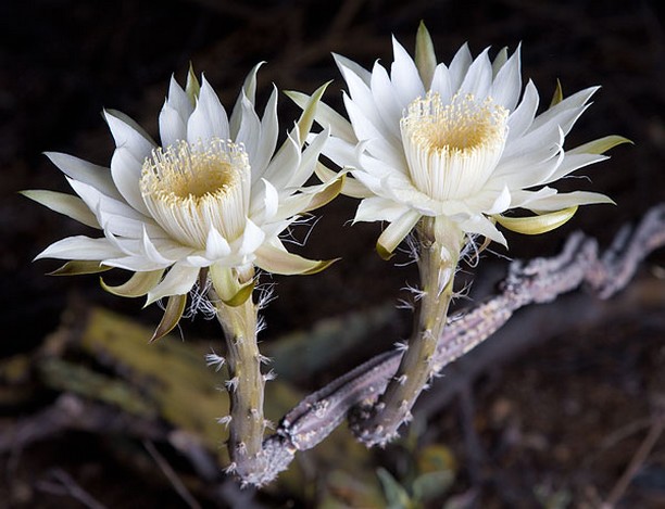 Cận[-]cảnh[-]hoa[-]xương[-]rồng[-]nở[-]hoa[-]kỳ[-]diệu